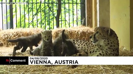 Four cheetah cubs make their first appearance in Austrian zoo