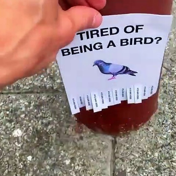 Marre d'être d'un oiseau ?