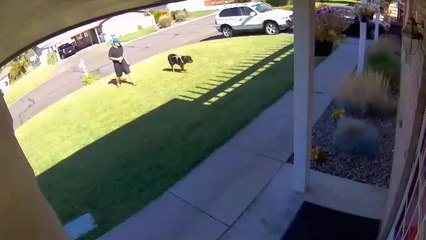 Pup Pulls Man Across Yard in Yakima