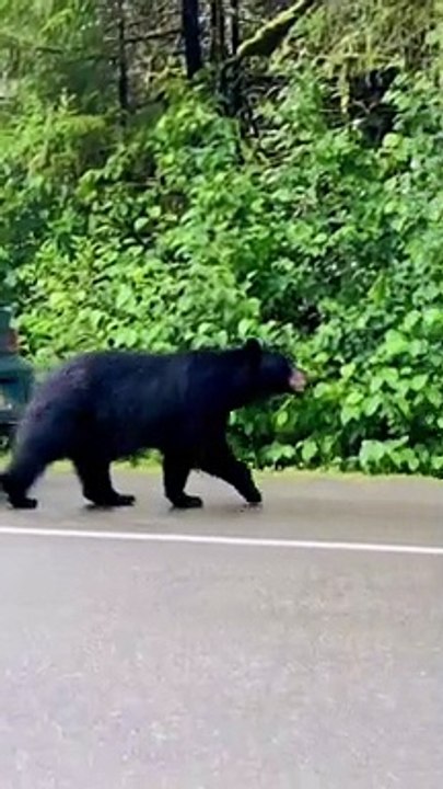 Bear Tries to Enter Scared Person's Car