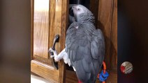 Athletic parrot is on a dangerous mission