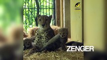 Mother watches newborn cheetah cubs