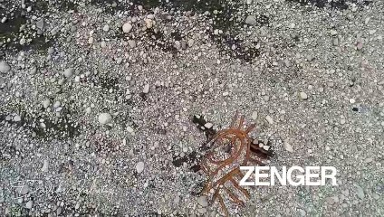 Virgin Mary statue rediscovered after Hurricane Hanna