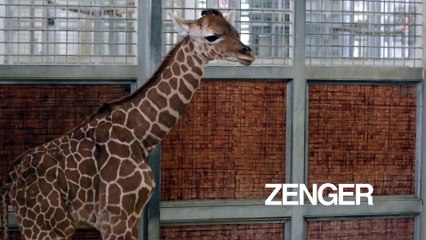 Giraffe cares for newborn calf