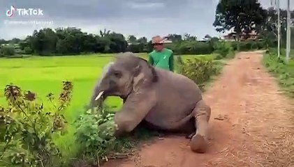 Voi con nằm ăn vạ trên đường, bị chủ “đánh yêu” liền giận dỗi bỏ đi