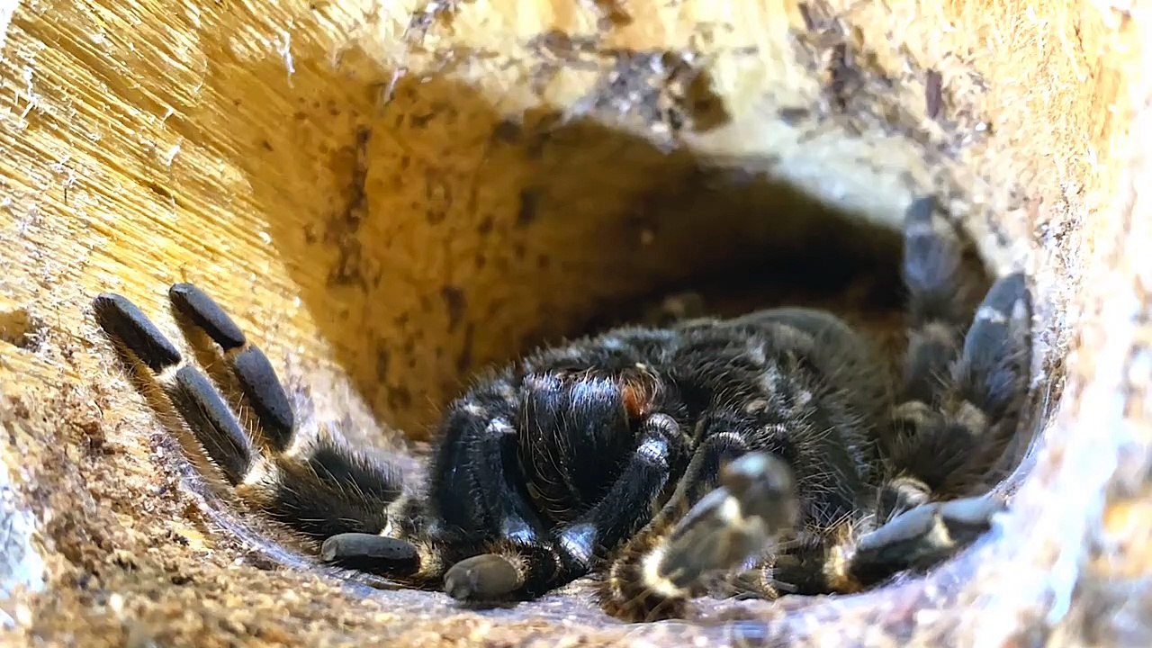 Mexican Flame Knee Spider Molting