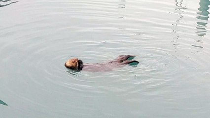 Sea Otter Having a Snack