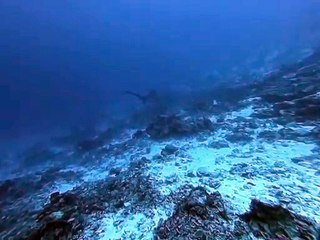 Thresher Shark from Fuvahmulah