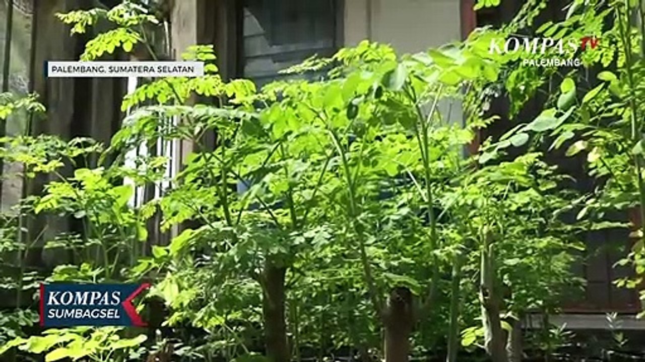 Untuk Imun Tubuh Daun Kelor Kini Jadi Buruan