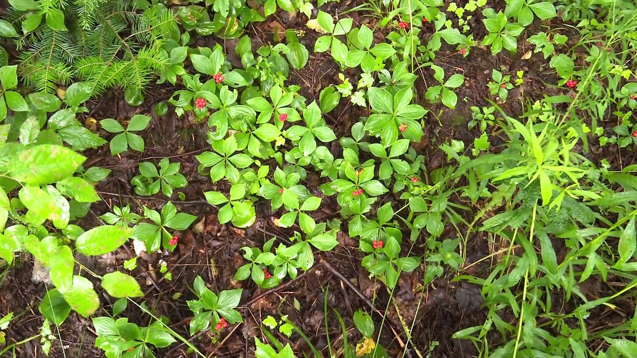 Survivre 13 jours en forêt
