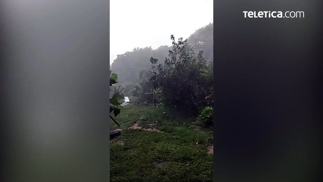 Fuertes lluvias y viento ocasionan caída de árboles y dañan casas