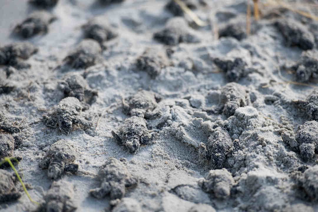 More than 100 Baby Sea Turtles Found Dead in North Myrtle Beach as a Result of Hurricane Isaias Storm Surge