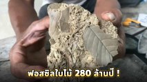 ทึ่ง ! พบฟอสซิลใบไม้ที่เพชรบูรณ์ อายุ 240-280 ล้านปี