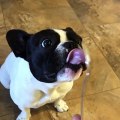 Puppy Loves Peanut Butter Lick! Lick! Lick!