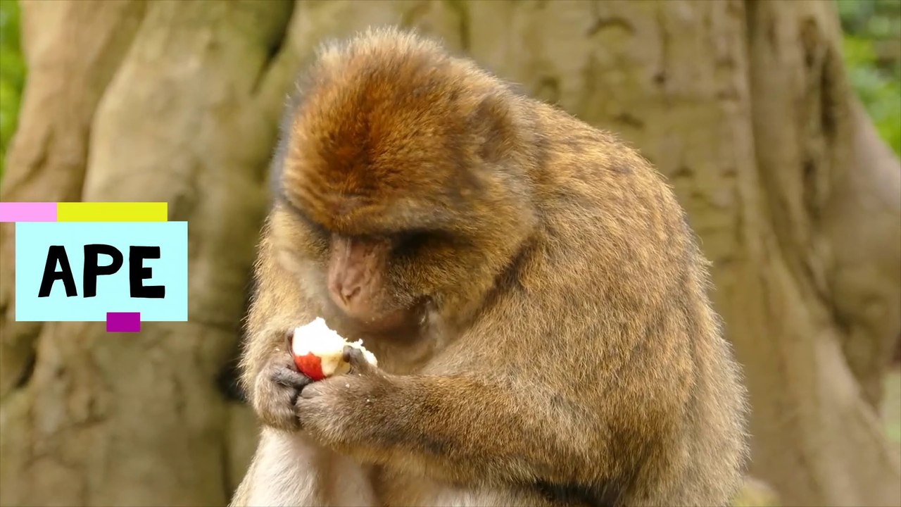 wildlife cliping vedio\our planet beauty\ no noise