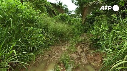 Brasil "frenará el aumento de la deforestación" este año, dice ministro