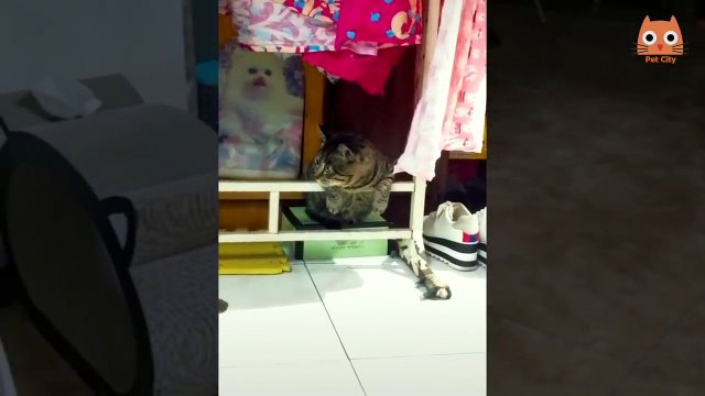 #Sorprendente #Gatos #Divertidos #Mascotas #curiosos #Perros