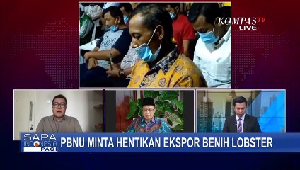 Ada Aspek Lain Selain Budidaya Terkait Benih Lobster