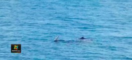 tn7-Logran-captar-a-ballenas-jorobadas-en-las-costas-de-Guanacaste-050820