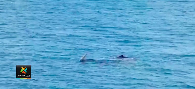 tn7-Logran-captar-a-ballenas-jorobadas-en-las-costas-de-Guanacaste-050820