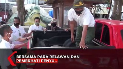 Momen 25 Penyu Selundupan Dilepasliarkan