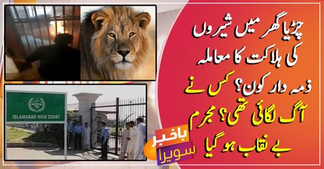 Who is responsible for the Lion demise at Islamabad zoo? Who light up the fire?