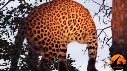 Leopard Calling ,For Cubs, - Latest Wildlife, Sightings