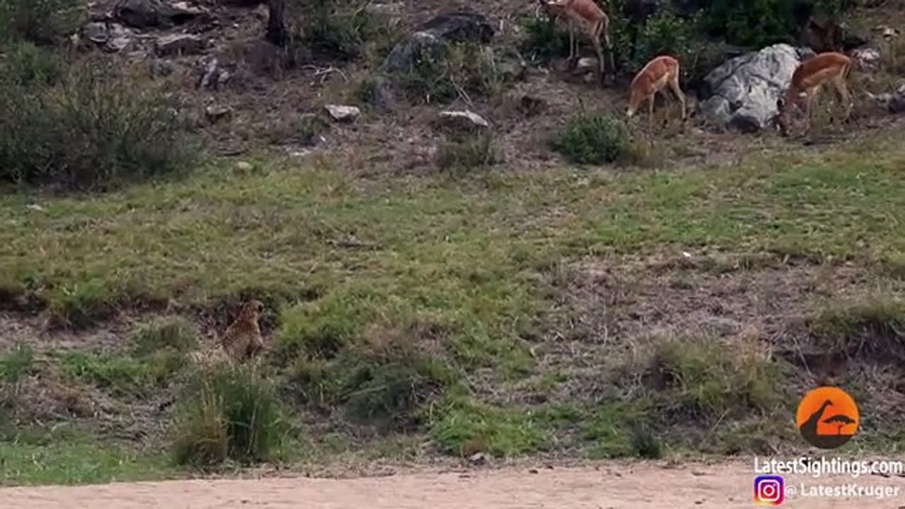 Leopard Catches,Impala Mid-Air!