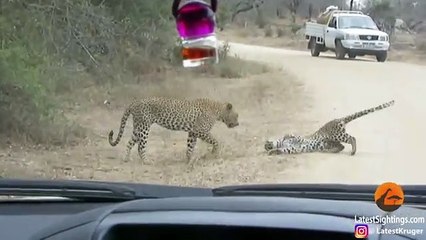 Leopard Death, Battle in ,the Road!