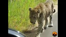 Leopard Doesn't ,Like His ,Reflection