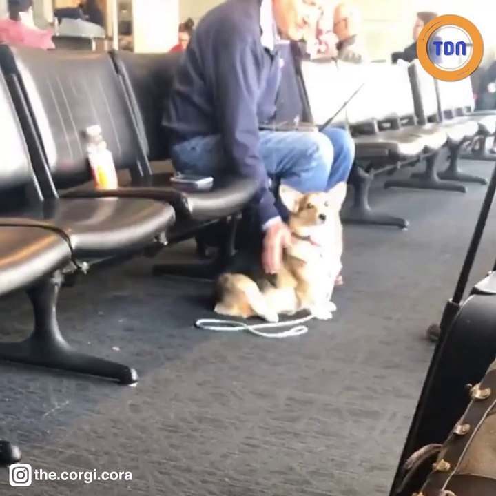 Son chien disparaît dans un aéroport, elle le retrouve à côté d’un  homme en larmes