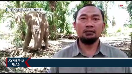 Belasan Gajah Liar Masuk Perkebunan Warga
