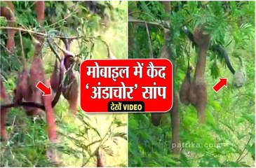 अंडाचोर सांप ने उजाड़ दिए बया चिड़ियों के आशियाने