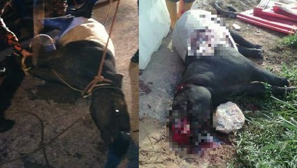 Efforts to help lost tapir end with its death and mutilation