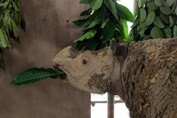 Iman “sings” again