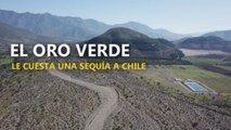 El oro verde le cuesta una sequía a Chile