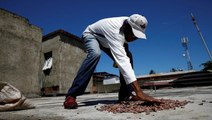 Chocolate production becomes economic lifeline in Venezuela