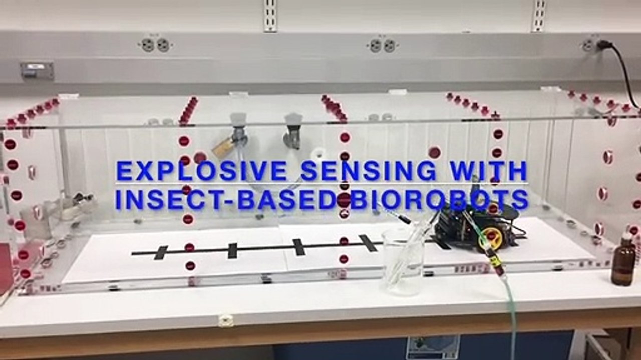 Explosive Sensing with Insect-Based Biorobots