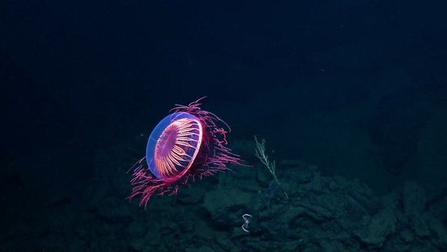 Dazzling 'Fireworks' Jellyfish seen off the Mexican coast