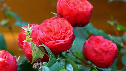 Oração com Santa Rita de Cassia