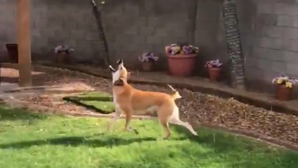 Dog jumps for drops as rain falls in Arizona.