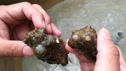 Rare Golden Sea Cucumbers found in Songsong Island expedition