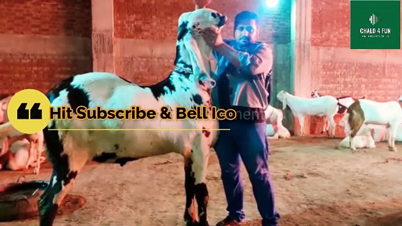 Biggest Bakra