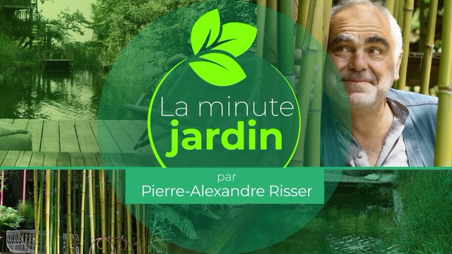 Pailler le jardin : quand, comment et avec quel paillis ?