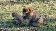 Monkey | Monkeys | Monkey videos