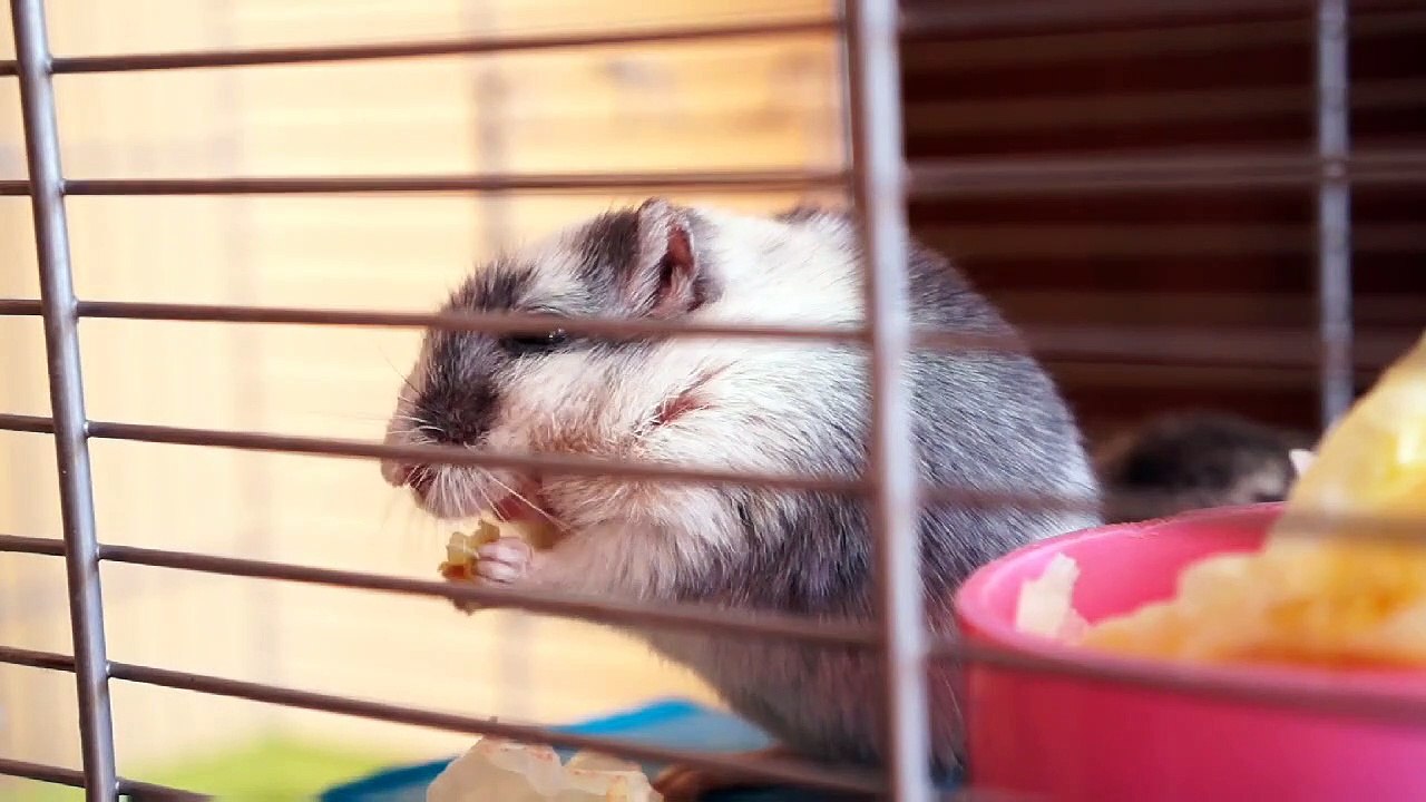 Cute hamster play and eating video