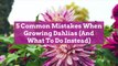 5 Common Mistakes When Growing Dahlias (And What To Do Instead)