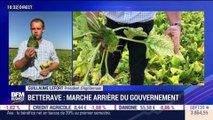 Betterave: marche arrière du gouvernement - 06/08