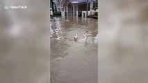 Two Jack Russells enjoy swimming in flooded road from storm Sinlaku