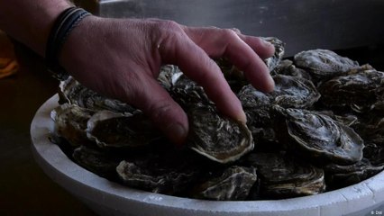 ‎شرطة فرنسا تلاحق لصوص حيوانات المحار الغذائية